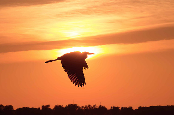 DSC_3401-heron-web